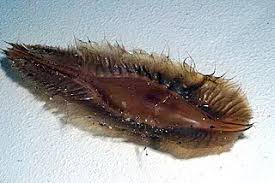 Image result for Callorhinchus capensis