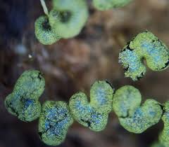 Attēlu rezultāti vaicājumam “Physarum melleum macro”