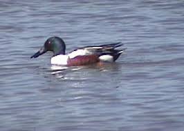 Attēlu rezultāti vaicājumam “Anas clypeata”