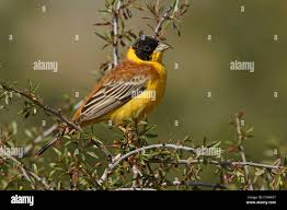 Image result for Emberiza melanocephala