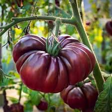 Afbeeldingsresultaat voor purple calabash tomato