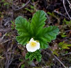 Attēlu rezultāti vaicājumam “Rubus chamaemorus flower”