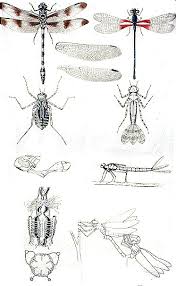 Attēlu rezultāti vaicājumam “Odonata”