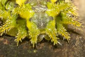 Attēlu rezultāti vaicājumam “Diachea leucopodia young”