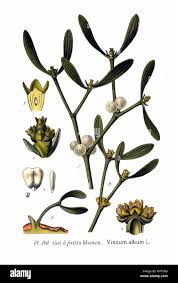 Attēlu rezultāti vaicājumam “Viscum album fruit”