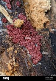 Attēlu rezultāti vaicājumam “Arcyria stipata”