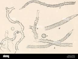 Attēlu rezultāti vaicājumam “Trichia erecta”