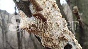 Attēlu rezultāti vaicājumam “Basidioradulum radula”