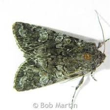 Attēlu rezultāti vaicājumam “Papestra biren”