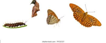 Attēlu rezultāti vaicājumam “Argynnis paphia larva”