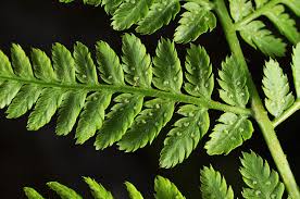 Attēlu rezultāti vaicājumam “Dryopteris expansa”