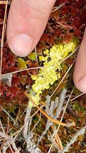 Attēlu rezultāti vaicājumam “Vulpicida pinastri”