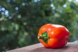 Afbeeldingsresultaat voor orange sun sweet pepper