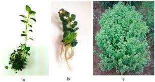 Attēlu rezultāti vaicājumam “Clinopodium vulgare leaf”