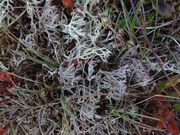 Attēlu rezultāti vaicājumam “Cladonia rangiferina”
