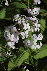 Attēlu rezultāti vaicājumam “Lunaria rediviva leaf”