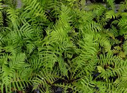 Attēlu rezultāti vaicājumam “Matteuccia struthiopteris”