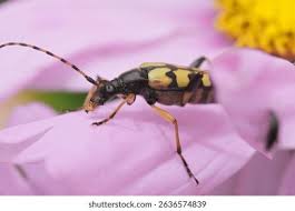 Attēlu rezultāti vaicājumam “Leptura annularis”