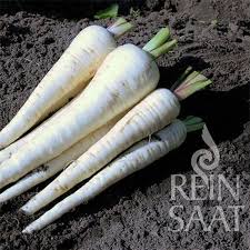 Image result for Pastinake