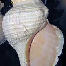 Image result for Triplofusus giganteus