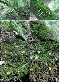 Attēlu rezultāti vaicājumam “Octosporella jungermanniarum”