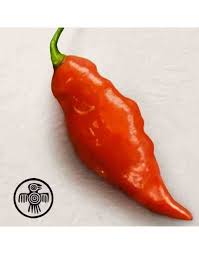 Afbeeldingsresultaat voor chili maya hot pepper hot pepper
