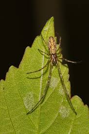 Attēlu rezultāti vaicājumam “Tetragnatha extensa”