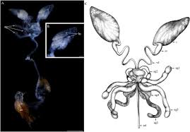 Attēlu rezultāti vaicājumam “Ptinus sp. male”