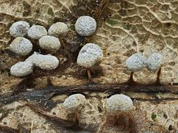 Attēlu rezultāti vaicājumam “Didymium clavus stalked”