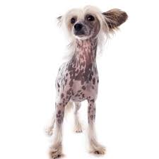 Image result for Co de Crista Chins