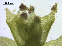 Attēlu rezultāti vaicājumam “Lophozia longidens”