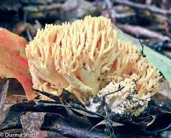 Attēlu rezultāti vaicājumam “Lentaria sp.”