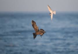 Attēlu rezultāti vaicājumam “Stercorarius parasiticus adult”