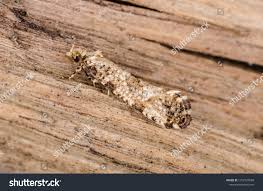 Attēlu rezultāti vaicājumam “Morophaga choragella”