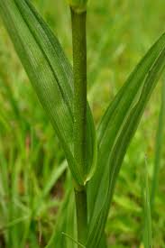 Attēlu rezultāti vaicājumam “Epipactis palustris bud”
