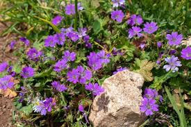 Attēlu rezultāti vaicājumam “Geranium pyrenaicum flower”