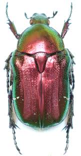 Attēlu rezultāti vaicājumam “Cetonia aurata”