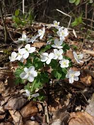 Attēlu rezultāti vaicājumam “Isopyrum thalictroides”