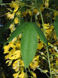 Attēlu rezultāti vaicājumam “Laburnum alpinum leaf”