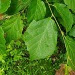 Attēlu rezultāti vaicājumam “Hamamelis vernalis leaf”