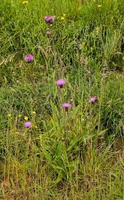 Attēlu rezultāti vaicājumam “Cirsium heterophyllum flower”