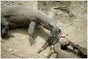 Le Dragon de Komodo « Anatomia