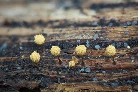 Attēlu rezultāti vaicājumam “Hemitrichia clavata stalked”