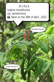 Attēlu rezultāti vaicājumam “Juglans mandshurica female flower”