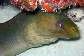 Image result for Gymnothorax funebris