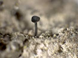 Attēlu rezultāti vaicājumam “Calicium viride”