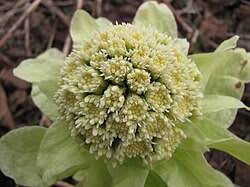 Image result for Petasites officinalis