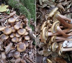 Attēlu rezultāti vaicājumam “Armillaria mellea”