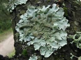 Attēlu rezultāti vaicājumam “Parmelina tiliacea”