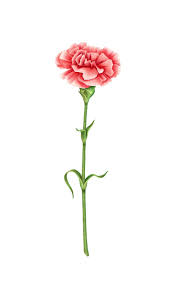 Attēlu rezultāti vaicājumam “Dianthus deltoides bud”